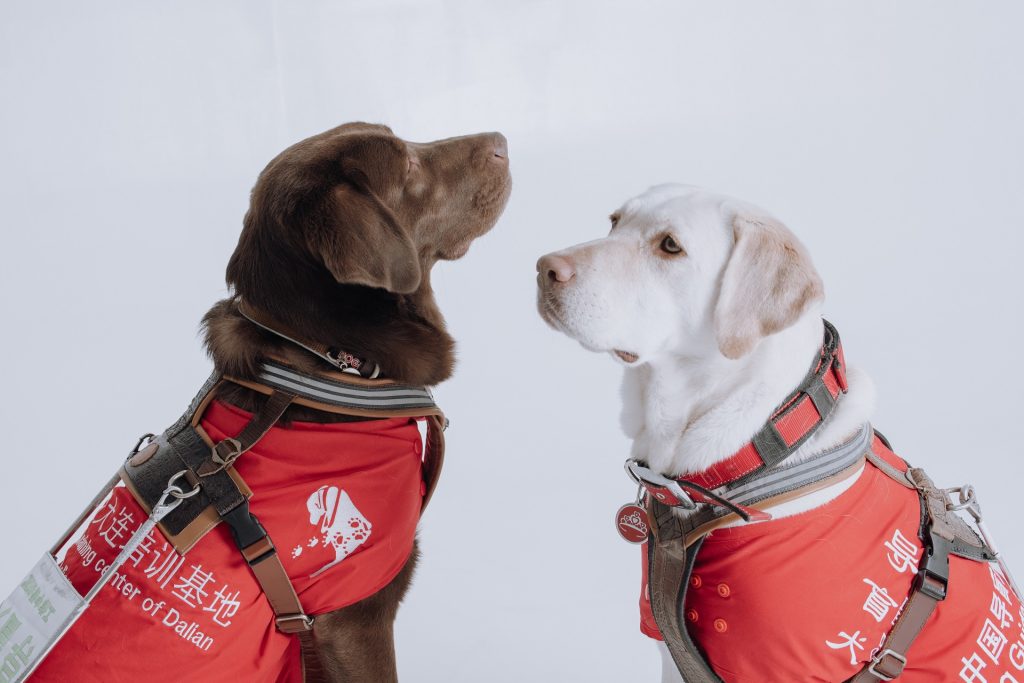 puppy salon帕比沙龙导盲犬系列香氛蜡烛