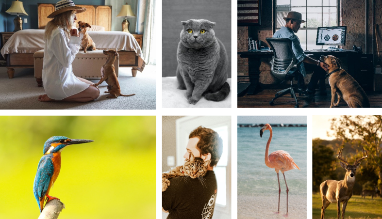 puppy salon帕比沙龙品牌简介