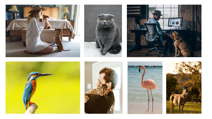 puppy salon帕比沙龙洗护系列 推荐用于宠物友好/主题乐园酒店